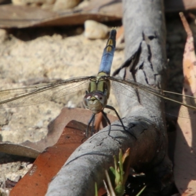 Orthetrum caledonicum (Blue Skimmer) at Moruya, NSW - 6 Dec 2020 by LisaH