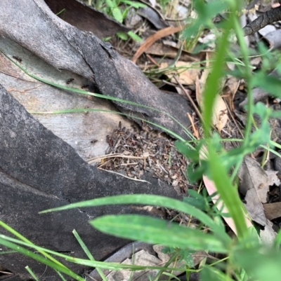 Papyrius nitidus (Shining Coconut Ant) at Theodore, ACT - 7 Dec 2020 by patrickharvey