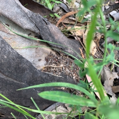 Papyrius nitidus (Shining Coconut Ant) at Theodore, ACT - 6 Dec 2020 by patrickharvey