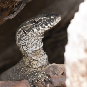 Varanus rosenbergi at Michelago, NSW - suppressed