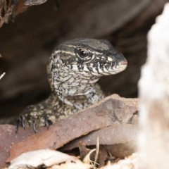 Varanus rosenbergi at Michelago, NSW - 5 Dec 2020