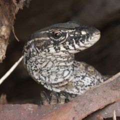 Varanus rosenbergi at Michelago, NSW - suppressed