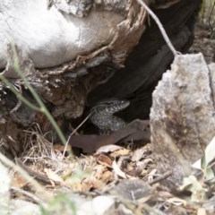 Varanus rosenbergi at Michelago, NSW - suppressed