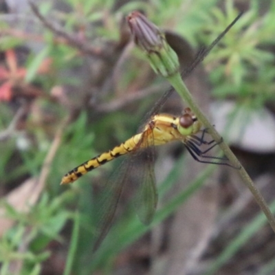 Diplacodes melanopsis (Black-faced Percher) at Moruya, NSW - 4 Dec 2020 by LisaH