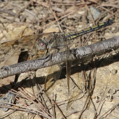 Orthetrum caledonicum (Blue Skimmer) at Moruya, NSW - 6 Dec 2020 by LisaH