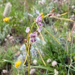 Diuris dendrobioides (Late Mauve Doubletail) at Melrose - 7 Dec 2020 by Shazw