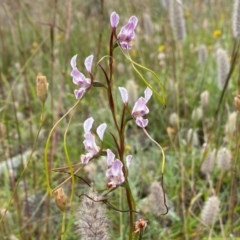 Diuris dendrobioides at suppressed - 7 Dec 2020