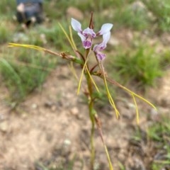 Diuris dendrobioides at suppressed - suppressed