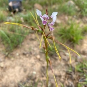 Diuris dendrobioides at suppressed - 7 Dec 2020