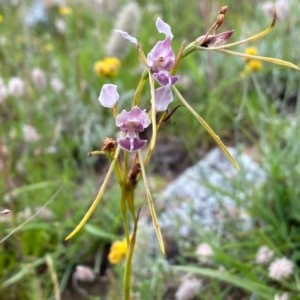 Diuris dendrobioides at suppressed - 7 Dec 2020