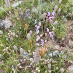 Diuris dendrobioides at suppressed - 7 Dec 2020