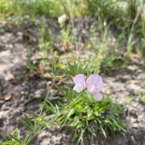 Lotus australis at Theodore, ACT - 7 Dec 2020 11:13 AM