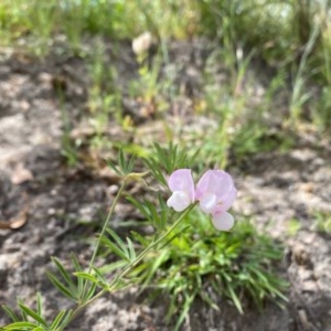 Lotus australis at Theodore, ACT - 7 Dec 2020