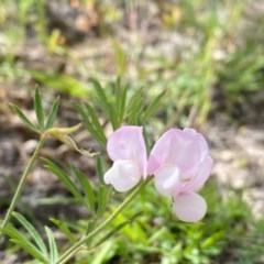 Lotus australis at Theodore, ACT - 7 Dec 2020