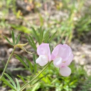 Lotus australis at Theodore, ACT - 7 Dec 2020