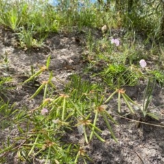 Lotus australis at Theodore, ACT - 7 Dec 2020 11:13 AM