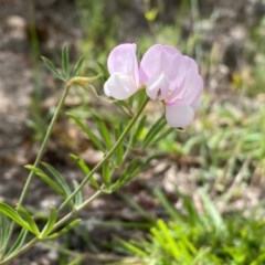 Lotus australis at Theodore, ACT - 7 Dec 2020 11:13 AM