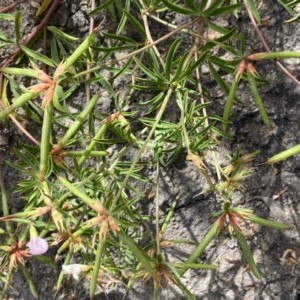 Lotus australis at Theodore, ACT - 7 Dec 2020