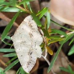 Taxeotis intextata (Looper Moth, Grey Taxeotis) at Lyneham, ACT - 7 Dec 2020 by tpreston