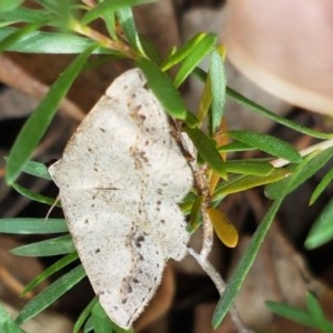 Taxeotis intextata at Lyneham, ACT - 7 Dec 2020