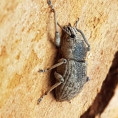 Polyphrades paganus at O'Connor, ACT - 7 Dec 2020 11:32 AM