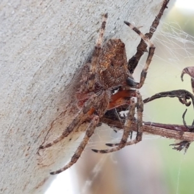 Socca pustulosa (Knobbled Orbweaver) at O'Connor, ACT - 7 Dec 2020 by tpreston