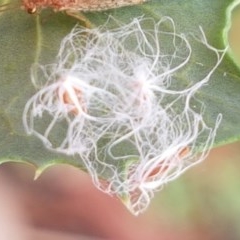 Unidentified Psyllid, lerp, aphid & whitefly (Hemiptera, several families) at Goulburn, NSW - 5 Dec 2020 by tpreston