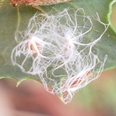 Unidentified Psyllid, lerp, aphid & whitefly (Hemiptera, several families) at Goulburn, NSW - 5 Dec 2020 by tpreston