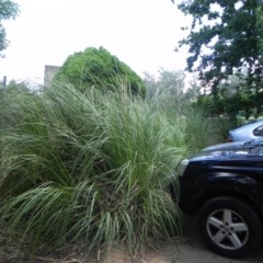 Cortaderia selloana at Narrabundah, ACT - 6 Dec 2020