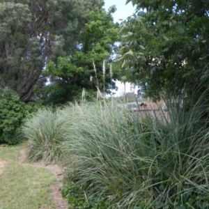 Cortaderia selloana at Narrabundah, ACT - 6 Dec 2020