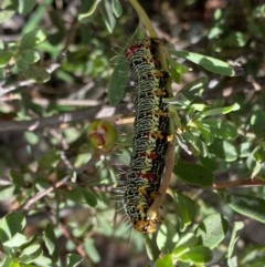 Phalaenoides glycinae (Grapevine Moth) at Melrose - 6 Dec 2020 by Shazw