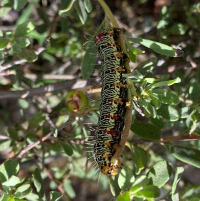 Phalaenoides glycinae (Grapevine Moth) at Theodore, ACT - 7 Dec 2020 by Shazw