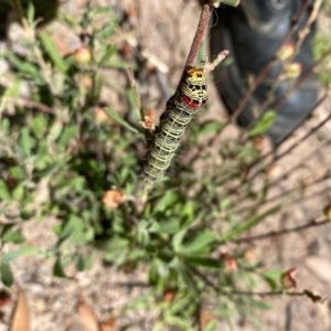 Phalaenoides glycinae at Theodore, ACT - 7 Dec 2020