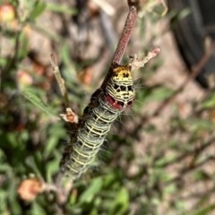 Phalaenoides glycinae at Theodore, ACT - 7 Dec 2020