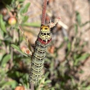 Phalaenoides glycinae at Theodore, ACT - 7 Dec 2020