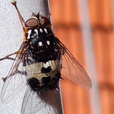 Formosia (Euamphibolia) speciosa (Bristle fly) at Lake George, NSW - 7 Dec 2020 by MPennay