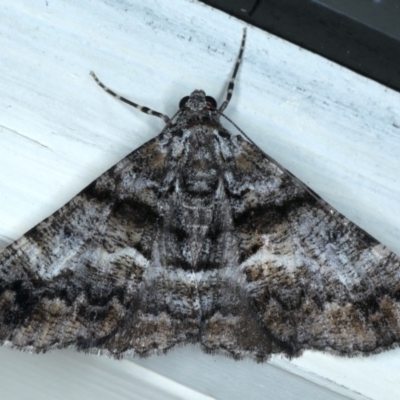 Gastrinodes argoplaca (Cryptic Bark Moth) at Ainslie, ACT - 6 Dec 2020 by jbromilow50