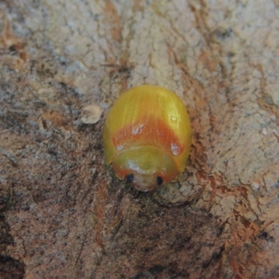 Paropsisterna hectica (A leaf beetle) at Conder, ACT - 1 Dec 2020 by michaelb