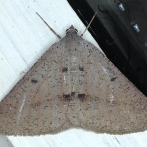 Isturgia penthearia at Ainslie, ACT - 6 Dec 2020