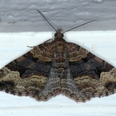 Epyaxa subidaria (Subidaria Moth) at Ainslie, ACT - 6 Dec 2020 by jbromilow50