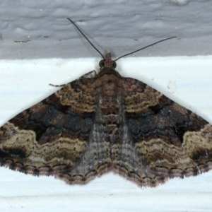 Epyaxa subidaria at Ainslie, ACT - 6 Dec 2020