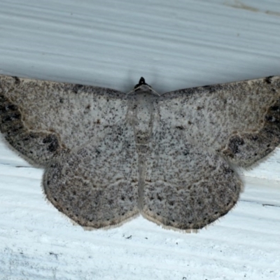 Taxeotis intextata (Looper Moth, Grey Taxeotis) at Ainslie, ACT - 6 Dec 2020 by jb2602