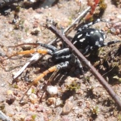 Nyssus coloripes (Spotted Ground Swift Spider) at Conder, ACT - 3 Nov 2020 by michaelb