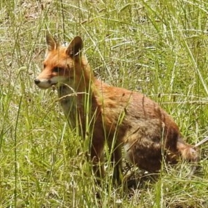 Vulpes vulpes at Kambah, ACT - 6 Dec 2020 12:43 PM