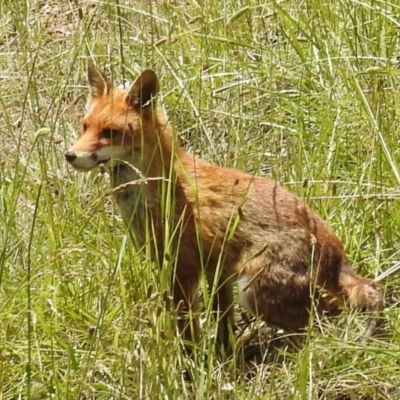Vulpes vulpes (Red Fox) at Kambah, ACT - 6 Dec 2020 by HelenCross