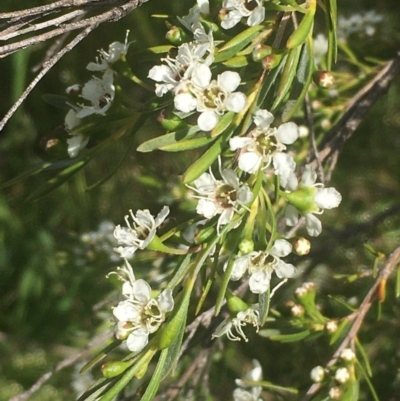 Kunzea ericoides (Burgan) at Weetangera, ACT - 6 Dec 2020 by JaneR