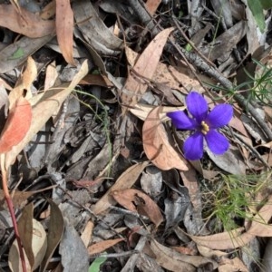 Cheiranthera linearis at Forde, ACT - 7 Dec 2020