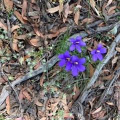 Cheiranthera linearis at Forde, ACT - 7 Dec 2020