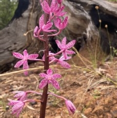 Dipodium punctatum (Blotched Hyacinth Orchid) at Karabar, NSW - 5 Dec 2020 by dhaagun