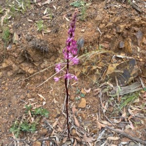 Dipodium punctatum at Karabar, NSW - 5 Dec 2020